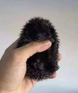 Craters_01_A_Hadgehog